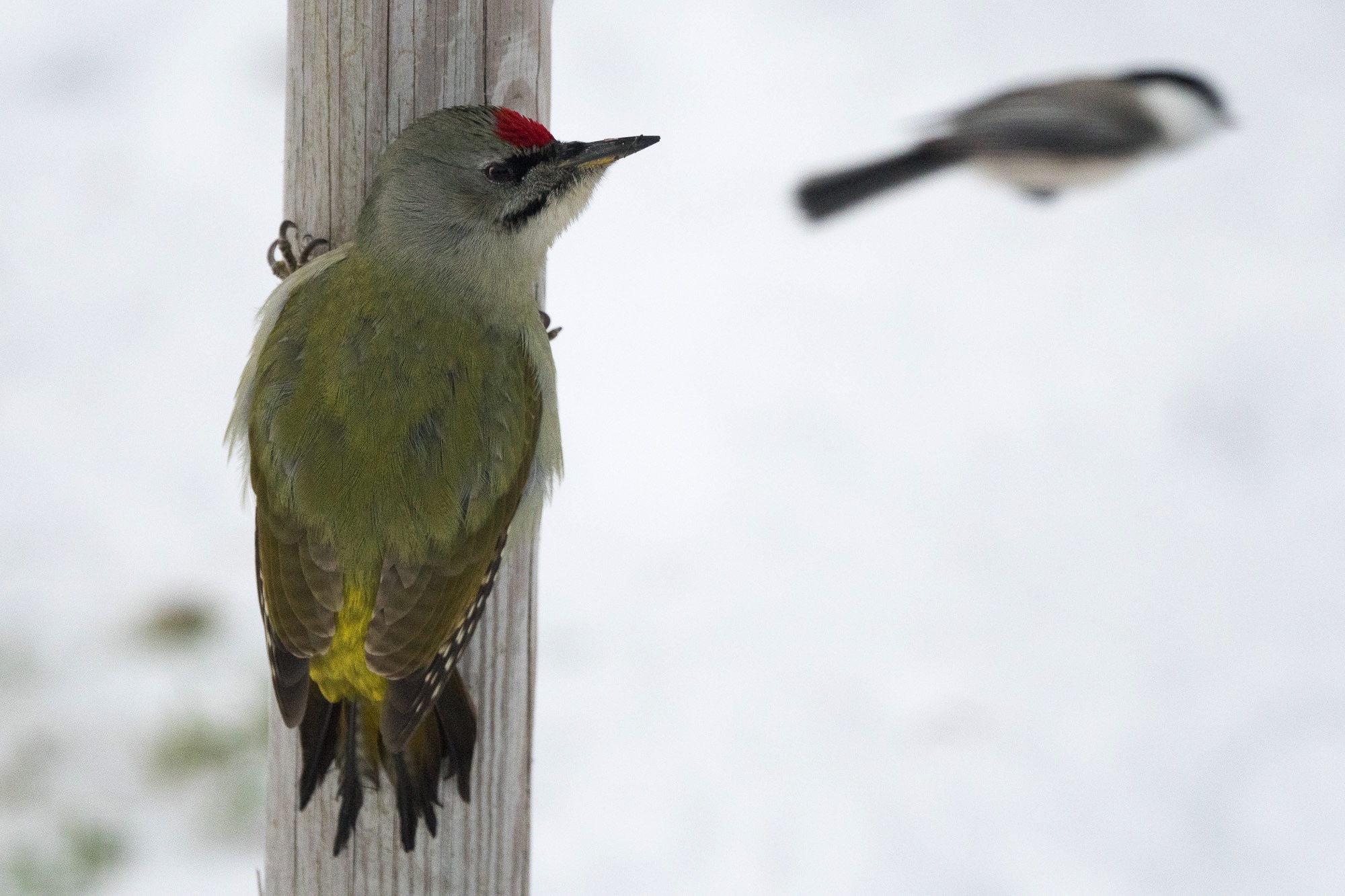 birds of lofoten, grey-headed woodpecker